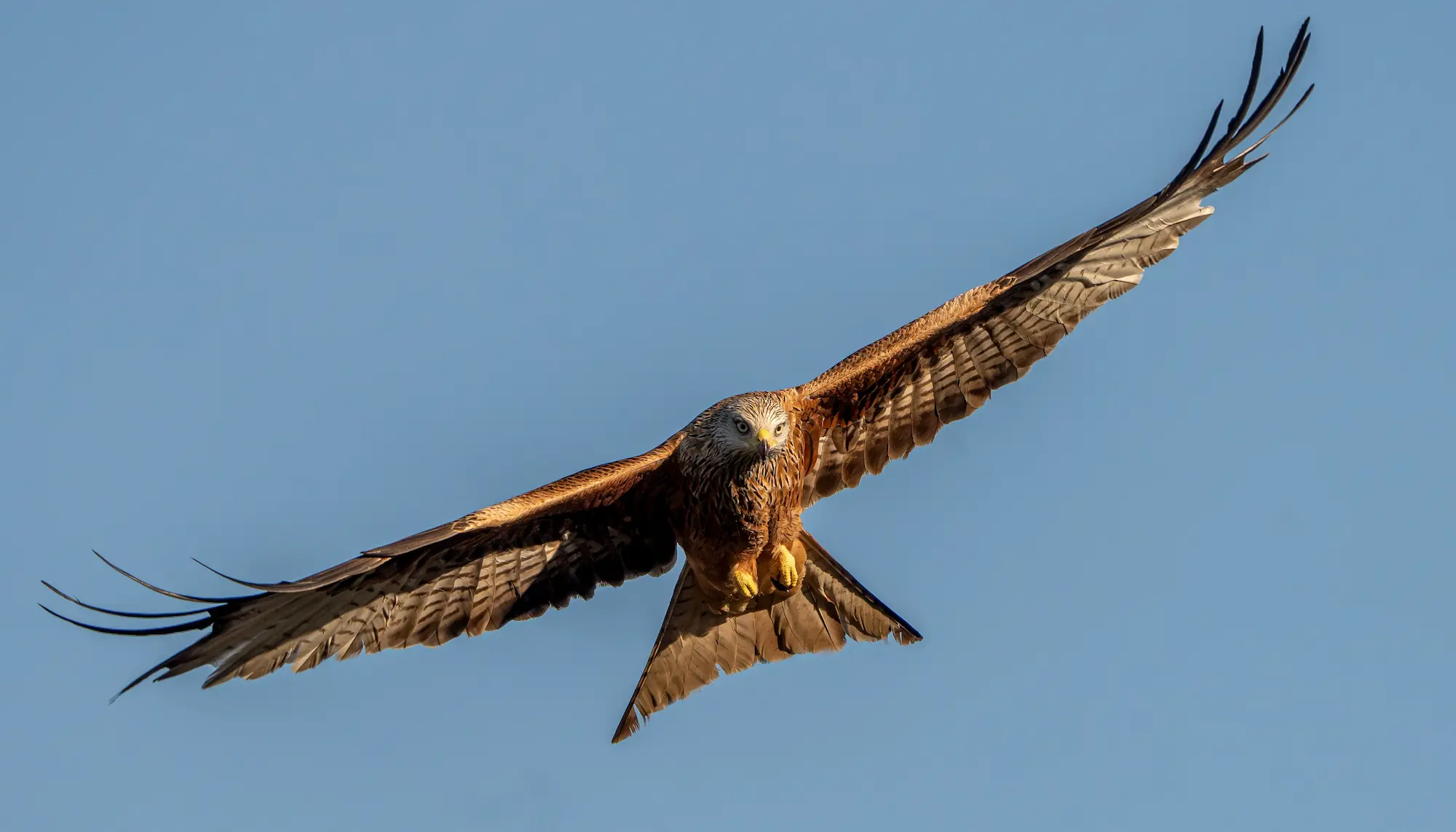 Celebramos el IV Congreso Internacional de Milano Real